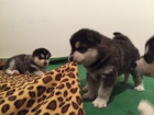 tata Husky x Malamut