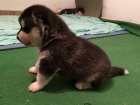 tata Husky x Malamut