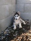Sibisk Husky bez PP