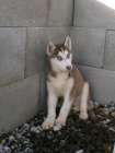 Sibisk Husky bez PP
