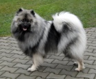 Německý špic vlčí