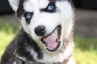 Roztomil ern a bl sibisk husky tata