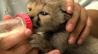  13 tde star gepard a tiger mlat.
