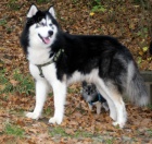 3.let modrook Husky ke kryt