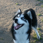 3.let modrook Husky ke kryt