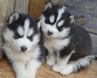 Sibisk husky tata