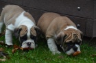 Anglick buldog na predaj s PP