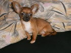Fenky ivavy s PP