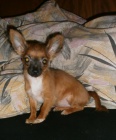 Fenky ivavy s PP