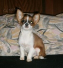 Fenky ivavy s PP