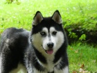 Kryt sibiskm huskym