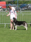 Kryt sibiskm huskym