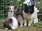 Nmeck pic - strako