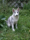 Husky - fenka bez PP