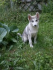 Husky - fenka bez PP
