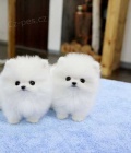 Pomeranian - pom - nmeck picl