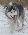 Sibisk husky bez PP ke kryt