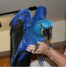 Nabzm Hyacint papouek papouci pro prodej