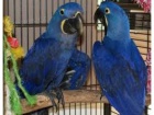 Nabzm Hyacint papouek papouci pro prodej