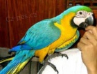 Nabdka Zlat A Modr Papouek Pro Prodej