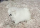 Nádherné Pomeranian Štěňata Dostupné