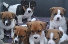 Jack Russel Terir tnata