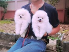 pomeranain tata 
