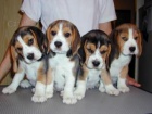 tata bgl, beagle s PP - pes bicolor