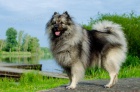 Nmeck pic vl