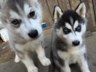 Sibisk husky 