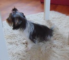 Biewer yorkshire terrier - feneka s PP