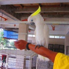 Nabdka kakadu papouci