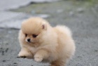 Pomeranian pic tenata