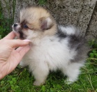 Pomeranian pic tenata