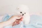 pomeransk tn na prodej s kc