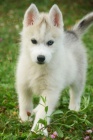 teat sibrsky hasky s PP