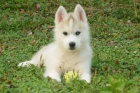 teat sibrsky hasky s PP