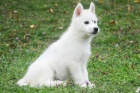 teat sibrsky hasky s PP