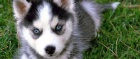 Pomsky tata