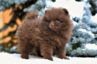 Pomeranian s PP