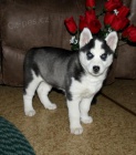  Majesttn sibit Husky tata