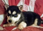 sibisk husky tata