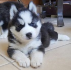 Elitn sibisk Husky tata s krsnma modrma oima 