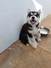 SIBISK HUSKY