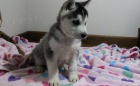 Akci registrovali sibisk husky tata