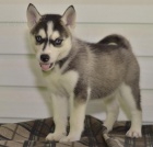 Krsn sibisk Husky tata