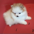 Pomeranian s PP