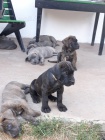 Americk bandog- tata
