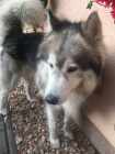Sibisk Husky
