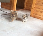 Pomeranian tata pro bezplatn osvojen.